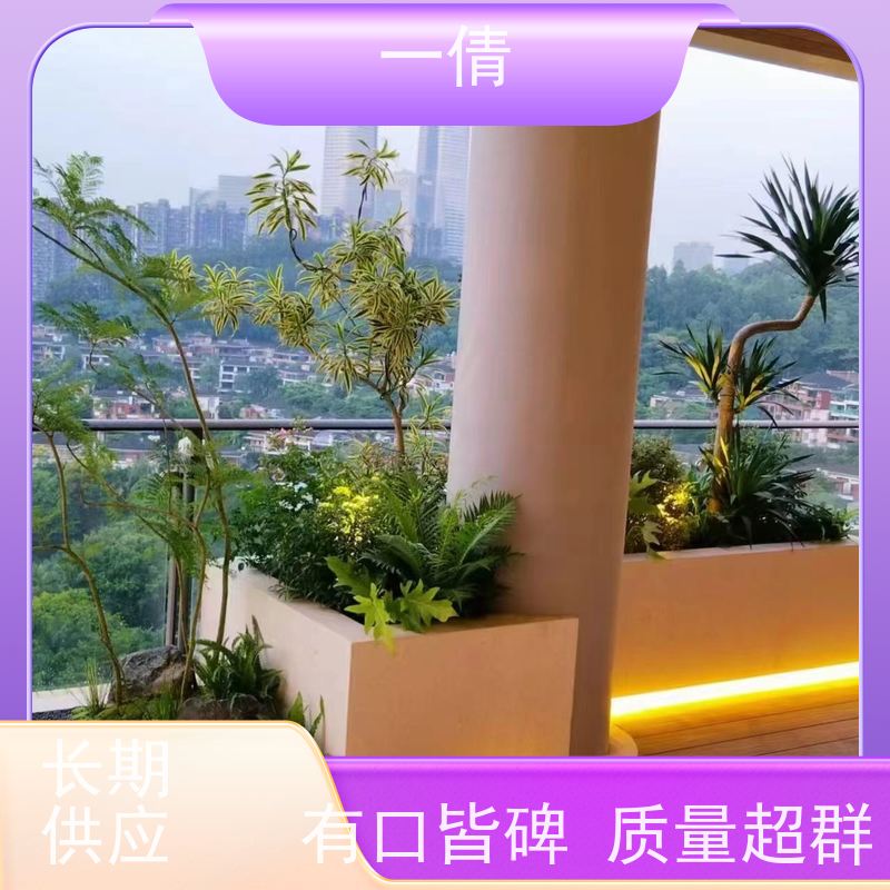 一倩花卉 室内 太阳神 室内植物出租 桌面绿植 花木护理