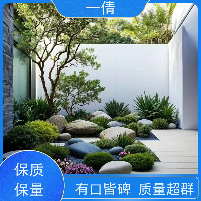 一倩花卉 深圳 金钻 绿植租赁 桌面绿植 花木护理