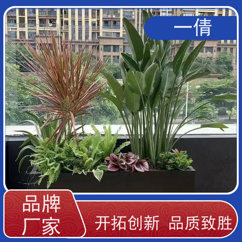 一倩花卉 办公室 60盆四季桔 绿植租摆 净化空气