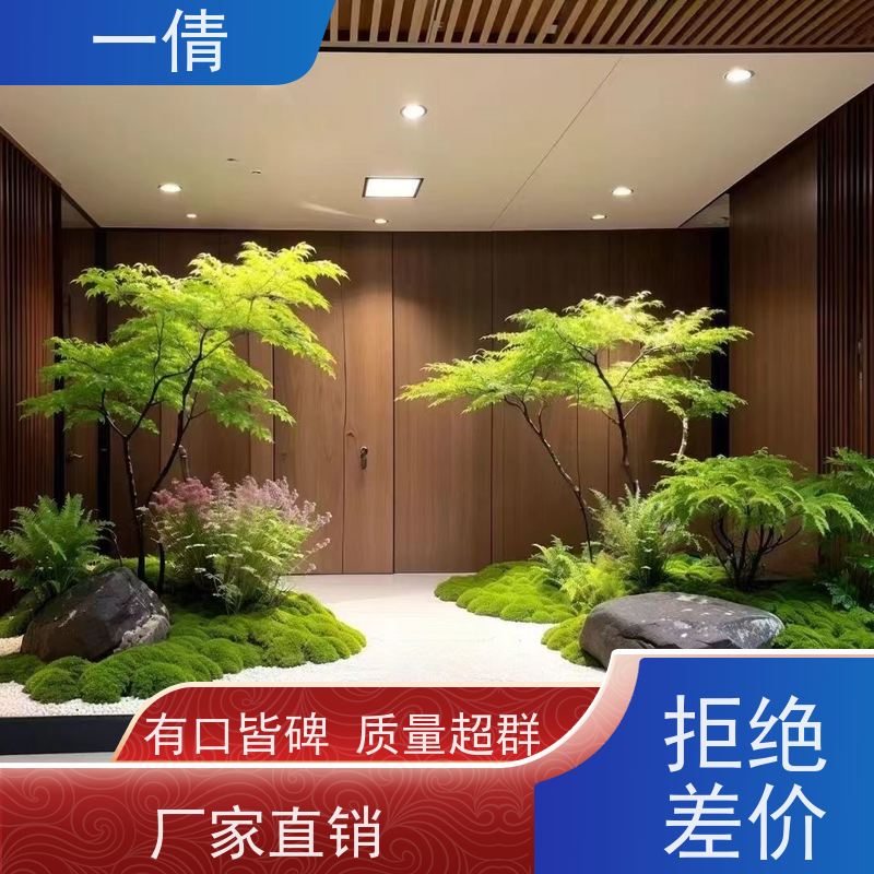 一倩花卉 室内 澳洲杉 室内植物出租 桌面绿植 花木护理