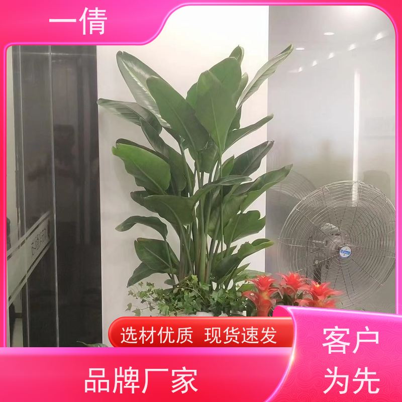 一倩花卉 深圳 福禄桐 室内植物出租 种类繁多 规格齐全