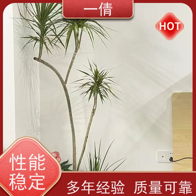 一倩花卉 办公室 虎尾兰 开业花篮租赁 桌面绿植 花木护理