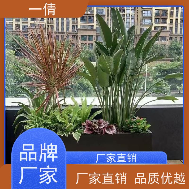 一倩花卉 前台 龟背 花卉租赁 桌面绿植 花木护理