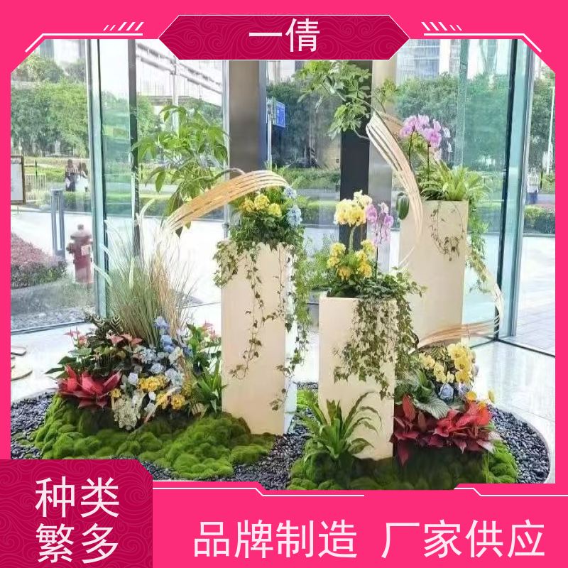 一倩花卉 前台 60盆四季桔 绿植出售 桌面绿植 花木护理