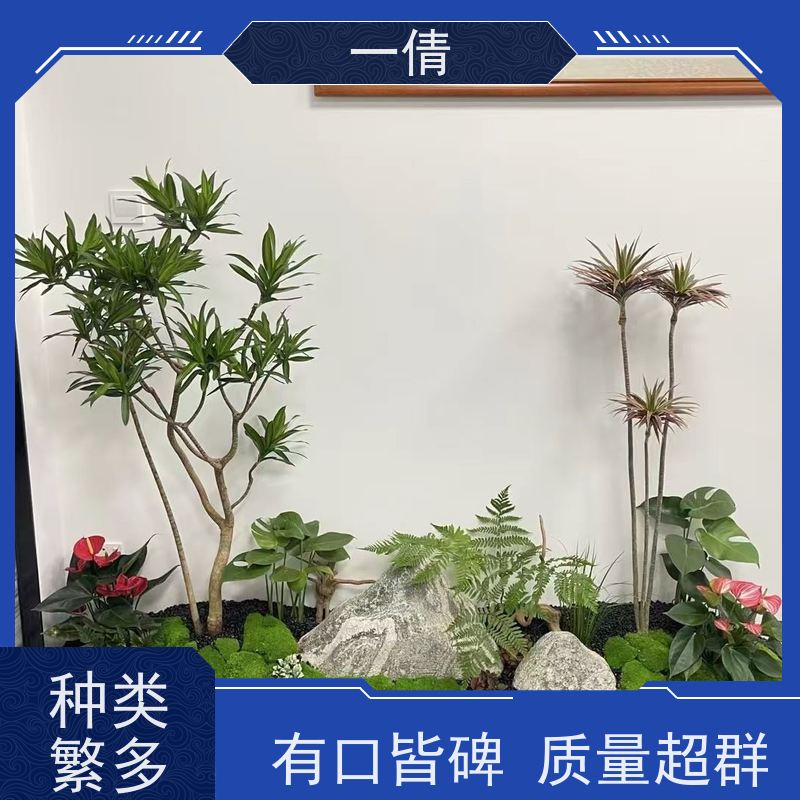 一倩花卉 办公室 超大冬青 绿植租摆 种类繁多 规格齐全