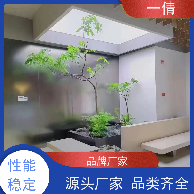 一倩花卉 室内 大慧兰 室内植物出租 全城配送 上门养护
