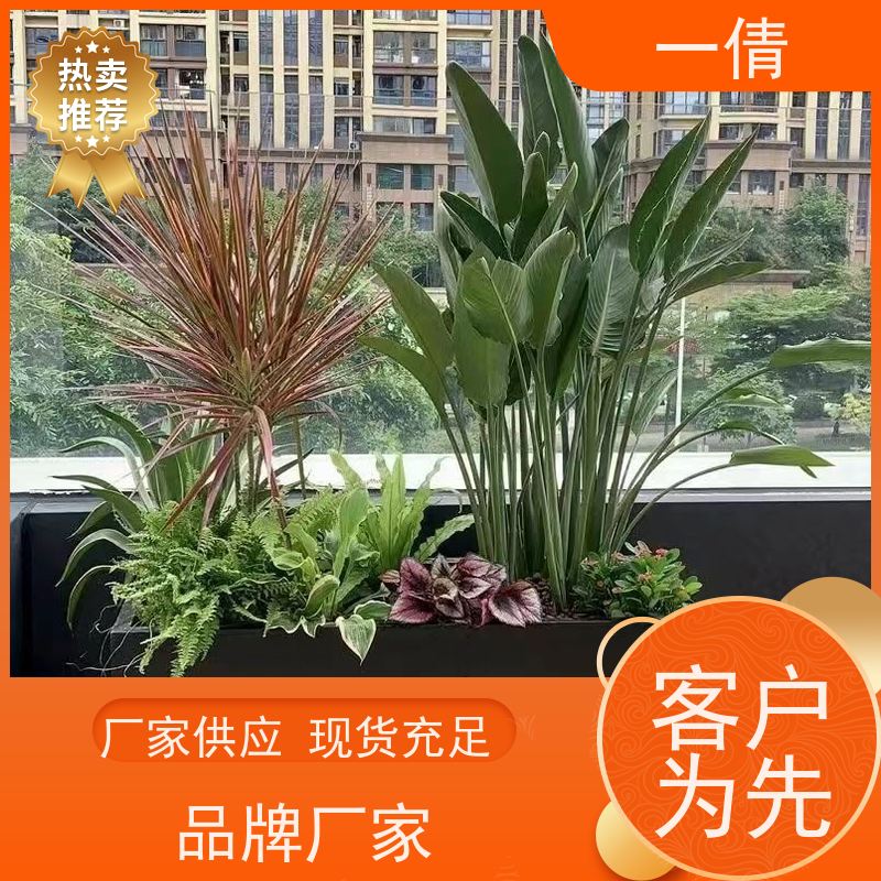 一倩花卉 办公室 8层黄金果 室内植物出租 全城配送 上门养护