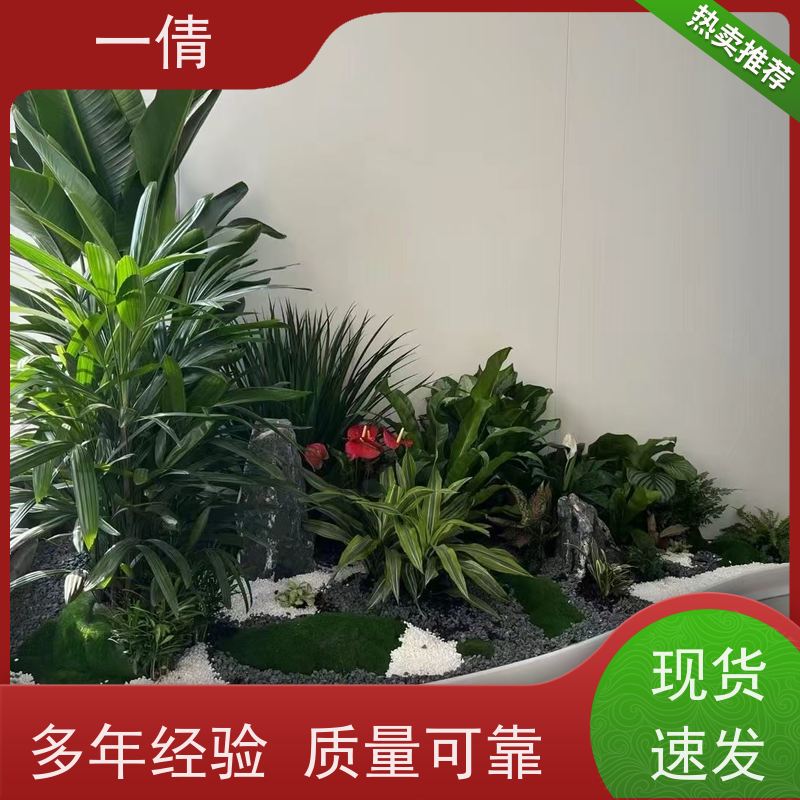 一倩花卉 深圳 小罗汉松 花卉租赁 种类繁多 规格齐全