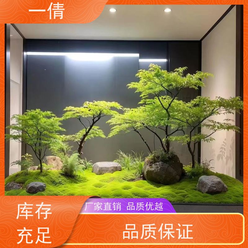 一倩花卉 前台 大年桔盆景 绿植租摆 桌面绿植 花木护理