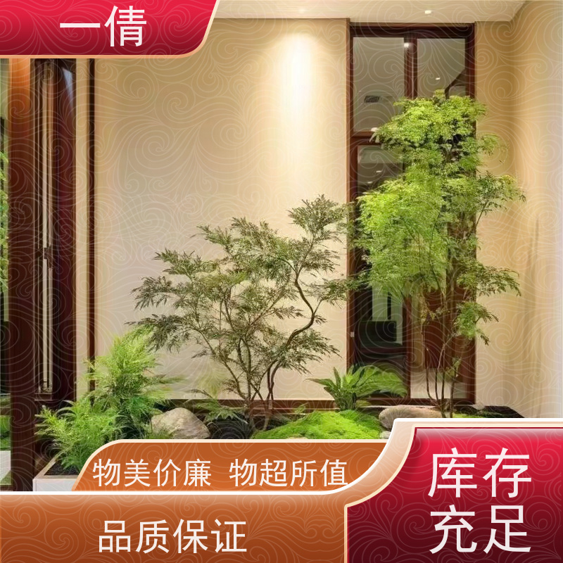 一倩花卉 室内 满堂红 绿植出售 桌面绿植 花木护理
