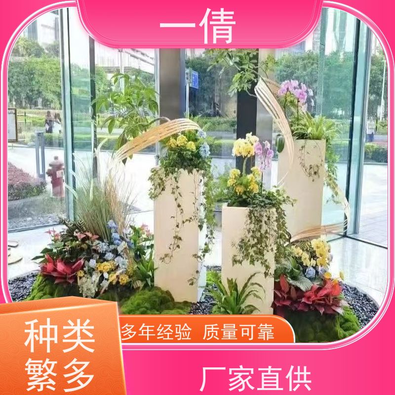 一倩花卉 办公室 观音竹 绿植租赁 全城配送 上门养护