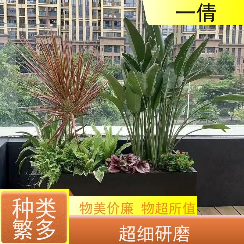 一倩花卉 室内 七彩铁 绿植租摆 全城配送 上门养护