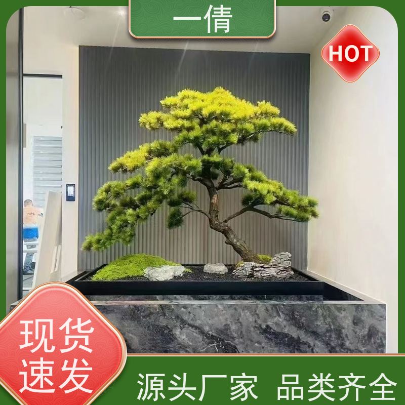 一倩花卉 深圳 柠檬树 花卉租赁 种类繁多 规格齐全