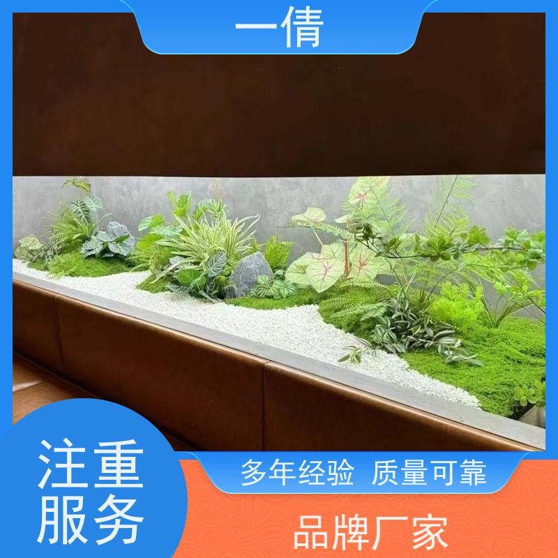 一倩花卉 前台 鹅掌财 室内植物出租 全城配送 上门养护