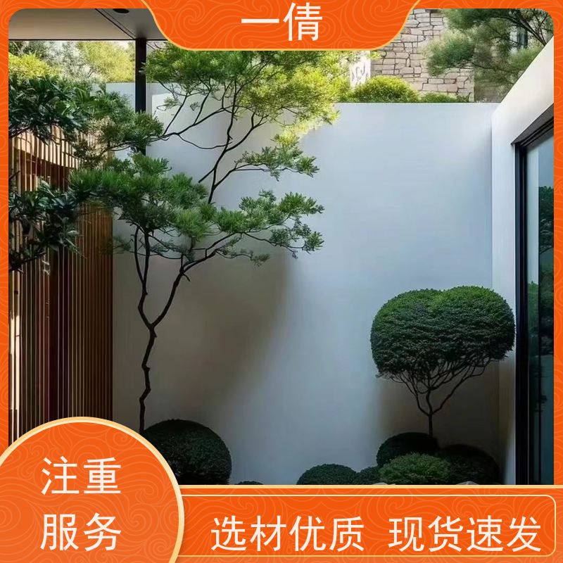 一倩花卉 前台 紫檀 绿植租赁 桌面绿植 花木护理