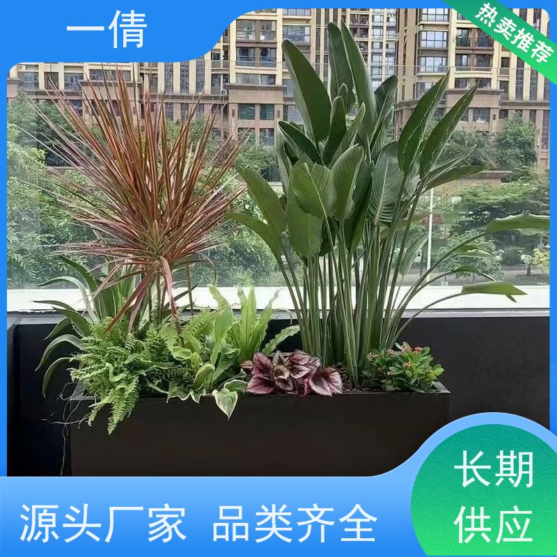 一倩花卉 深圳 小罗汉松 室内植物出租 净化空气
