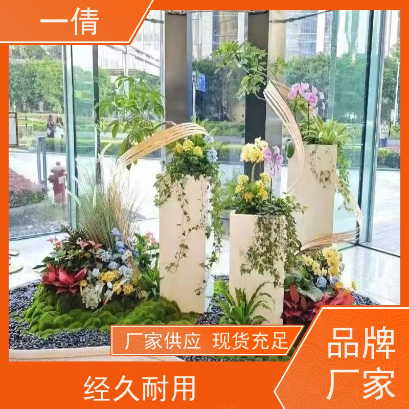 一倩花卉 办公室 中杨贵妃 绿植出售 全城配送 上门养护