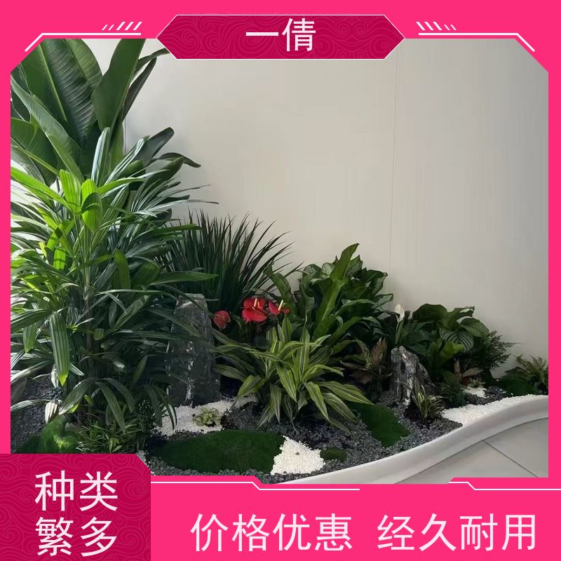 一倩花卉 室内 金钱兜 室内植物出租 种类繁多 规格齐全