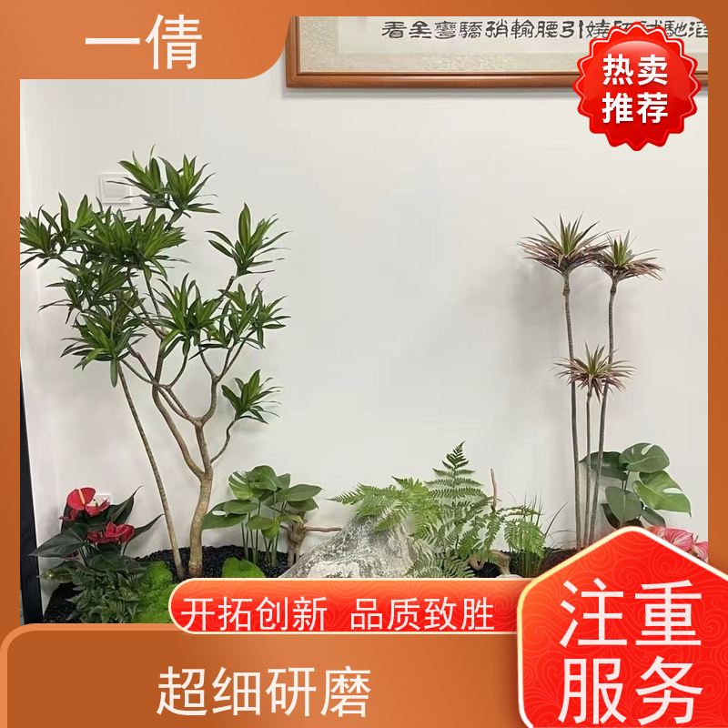 一倩花卉 办公室 爱心榕 开业花篮租赁 种类繁多 规格齐全