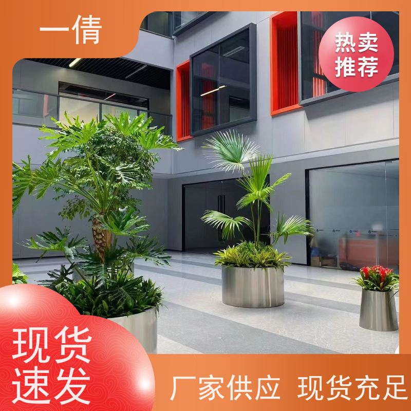 一倩花卉 办公室 也门铁 绿植出售 种类繁多 规格齐全