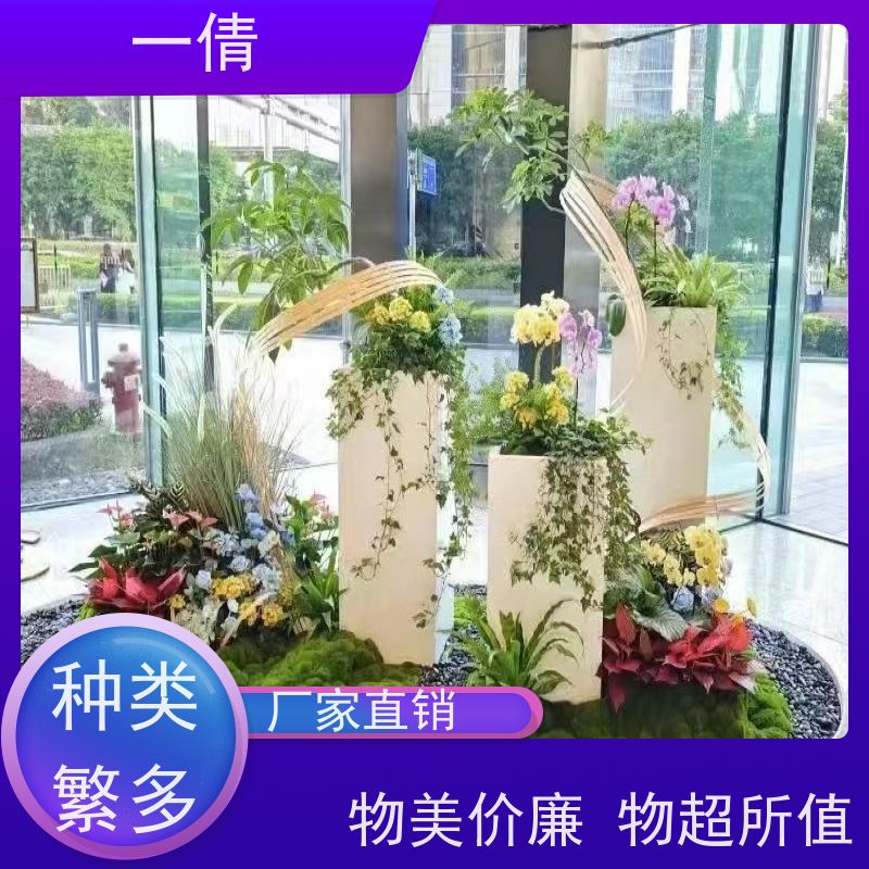 一倩花卉 深圳 澳洲杉 绿植租摆 桌面绿植 花木护理
