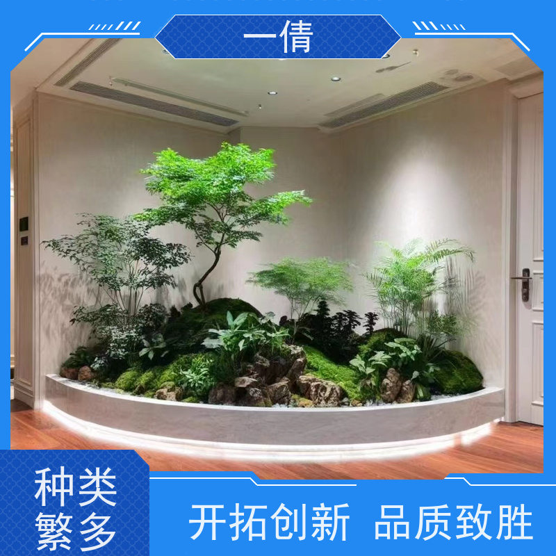 一倩花卉 办公室 蝴蝶兰 绿植出售 种类繁多 规格齐全