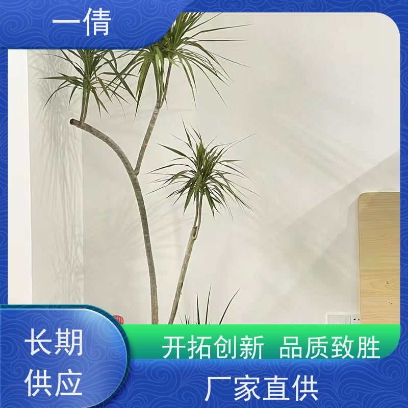 一倩花卉 办公室 墨兰 绿植租摆 种类繁多 规格齐全