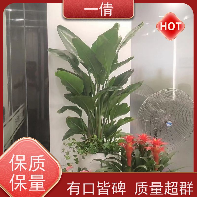 一倩花卉 室内 澳洲杉 开业花篮租赁 种类繁多 规格齐全