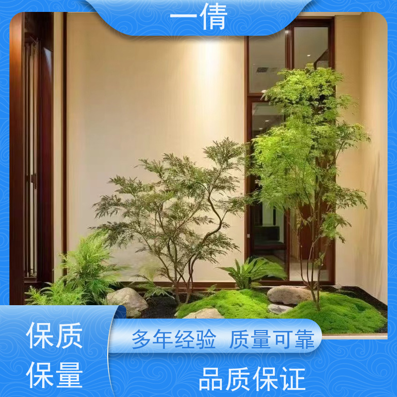 一倩花卉 办公室 福禄桐 绿植租摆 桌面绿植 花木护理