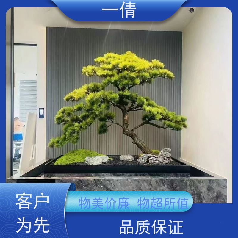 一倩花卉 室内 鹅掌财 绿植租摆 桌面绿植 花木护理