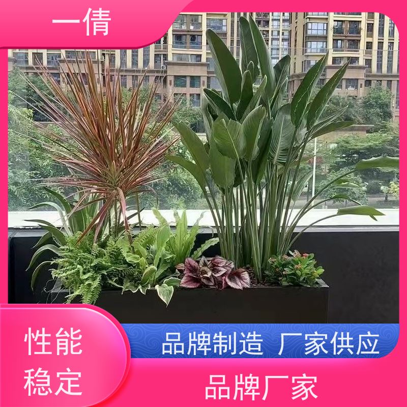 一倩花卉 室内 16寸盆四季桔 花卉租赁 净化空气