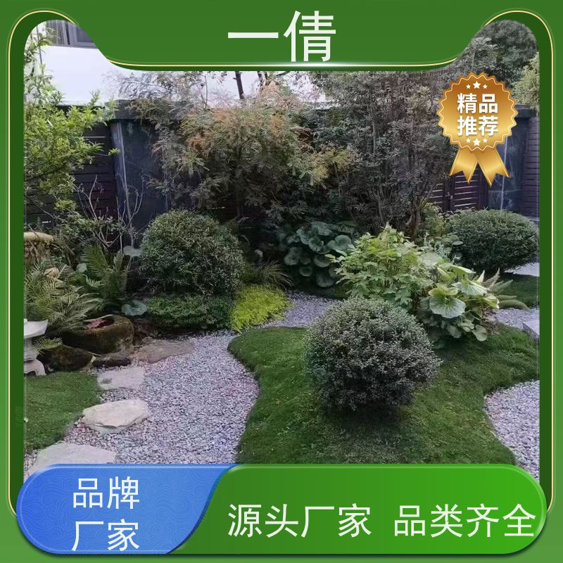 一倩花卉 深圳 8层黄金果 绿植租赁 桌面绿植 花木护理