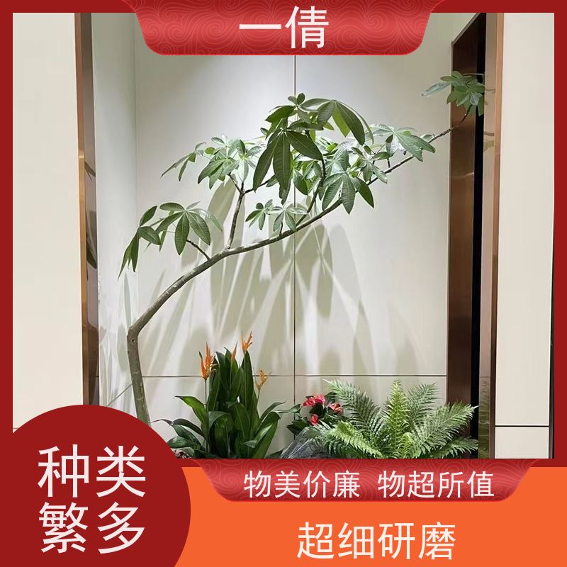 一倩花卉 室内 大杨贵妃 绿植租摆 桌面绿植 花木护理