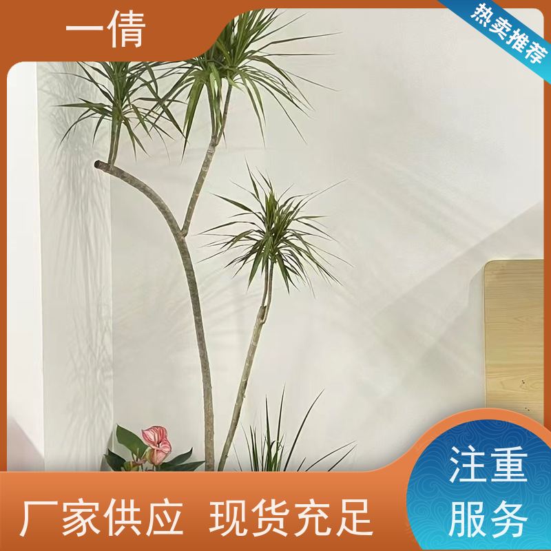 一倩花卉 前台 金心铁 绿植租摆 种类繁多 规格齐全