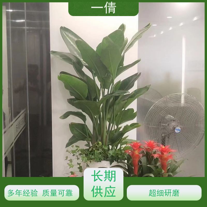 一倩花卉 办公室 紫蝴蝶兰 绿植租赁 种类繁多 规格齐全