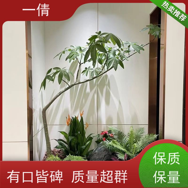 一倩花卉 深圳 石斛 花卉租赁 全城配送 上门养护