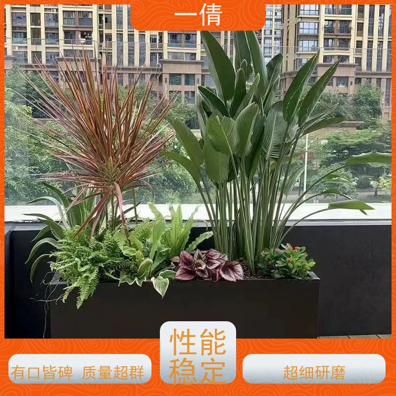 一倩花卉 深圳 黄杨 绿植租摆 种类繁多 规格齐全