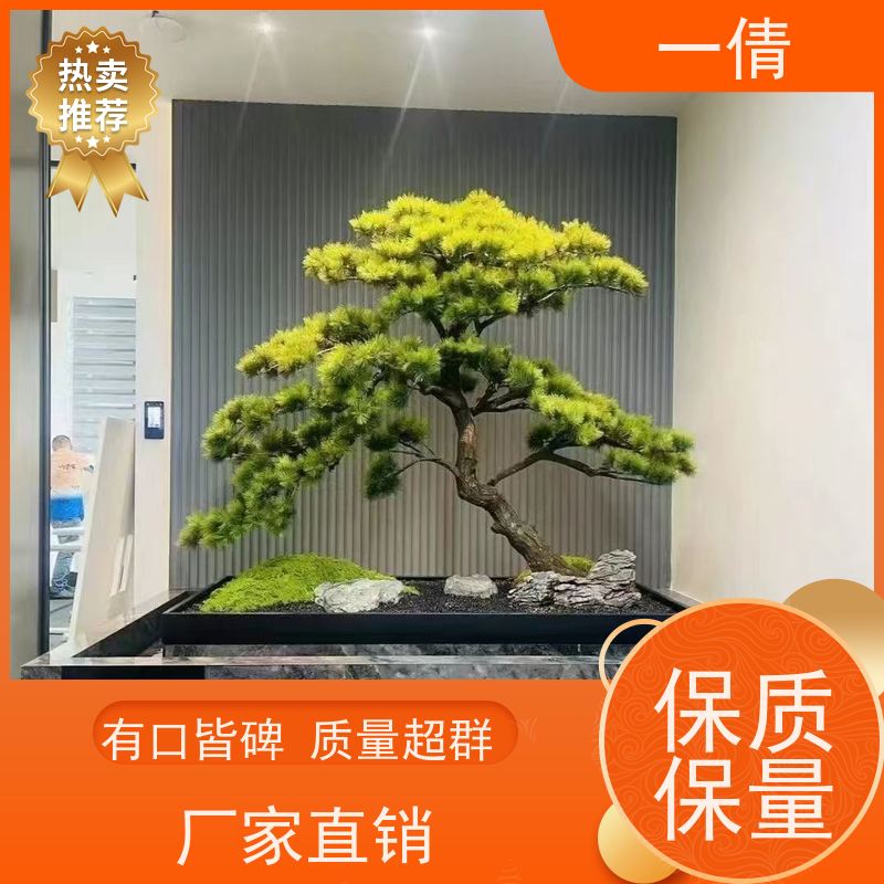 一倩花卉 前台 也门铁 室内植物出租 桌面绿植 花木护理