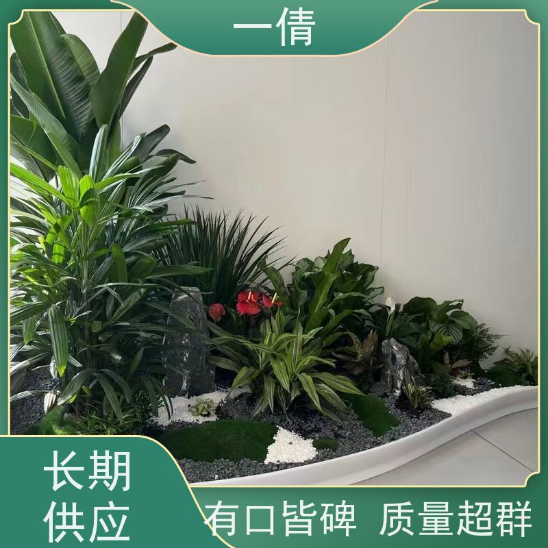 一倩花卉 深圳 鹅掌财 绿植租赁 种类繁多 规格齐全