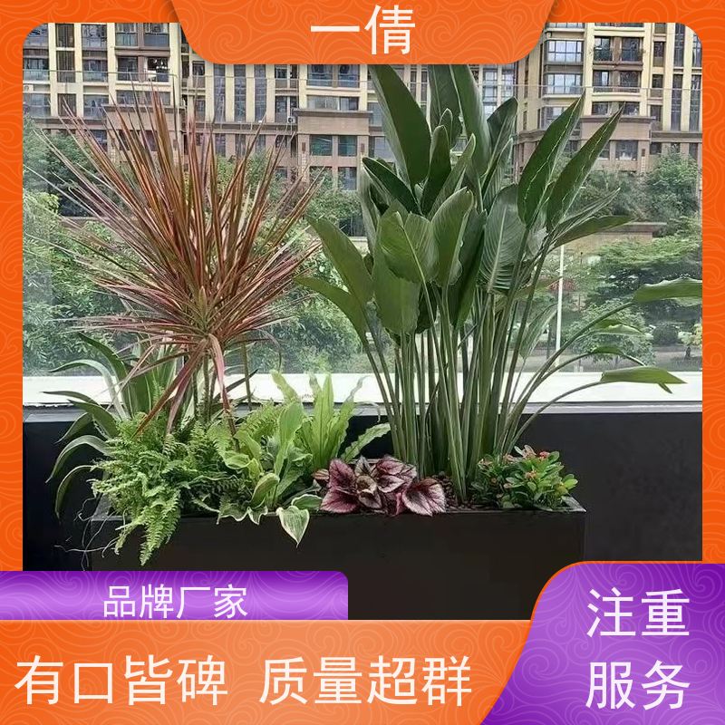 一倩花卉 室内 小琴叶榕 绿植出售 种类繁多 规格齐全