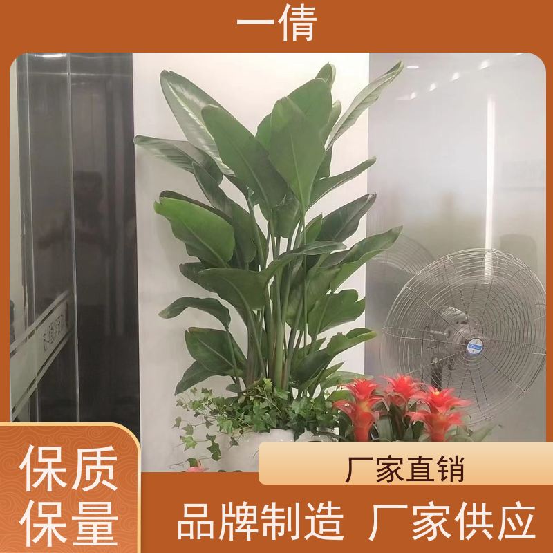 一倩花卉 办公室 三层幸福树 绿植出售 全城配送 上门养护