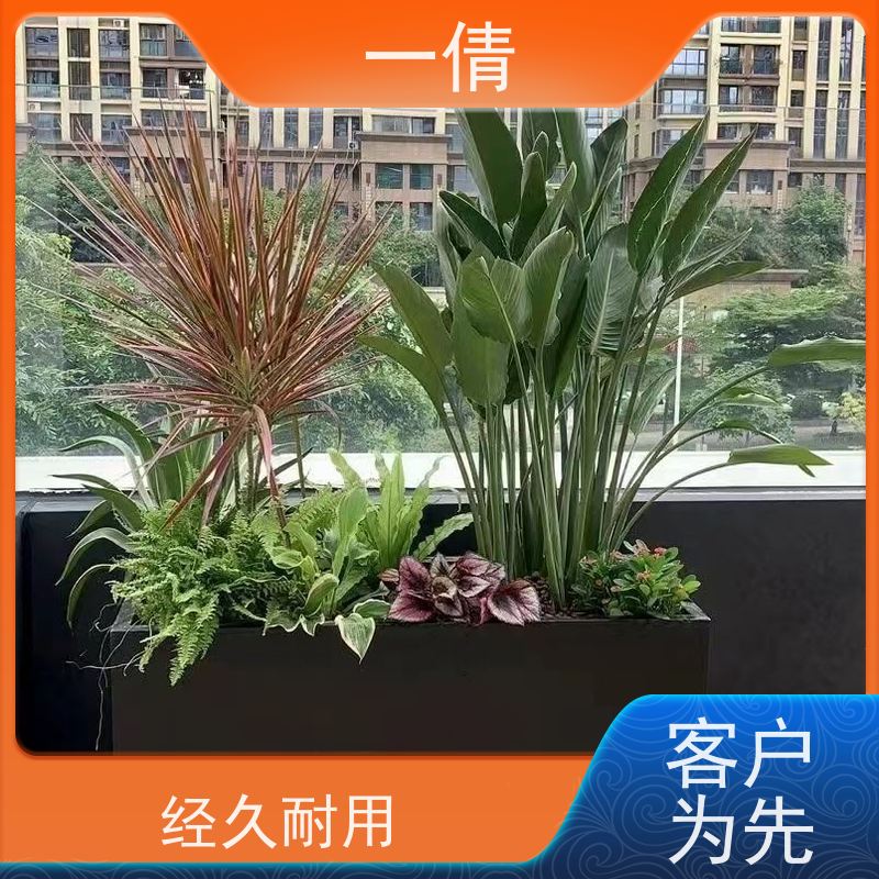 一倩花卉 深圳 龟背 室内植物出租 全城配送 上门养护