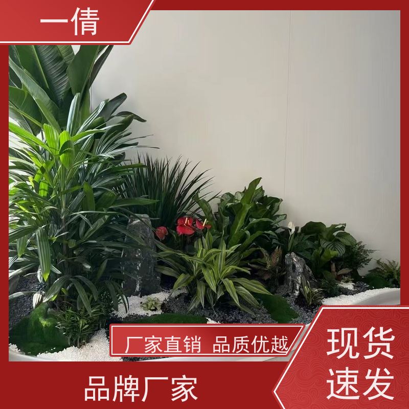 一倩花卉 办公室 凤尾竹 开业花篮租赁 桌面绿植 花木护理