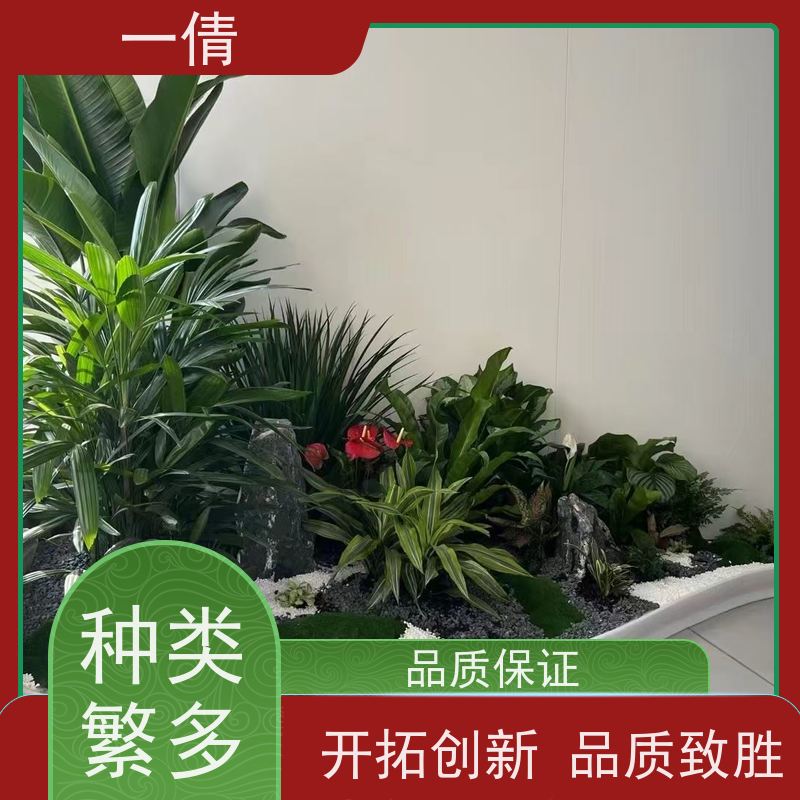 一倩花卉 办公室 金钱兜 绿植出售 种类繁多 规格齐全