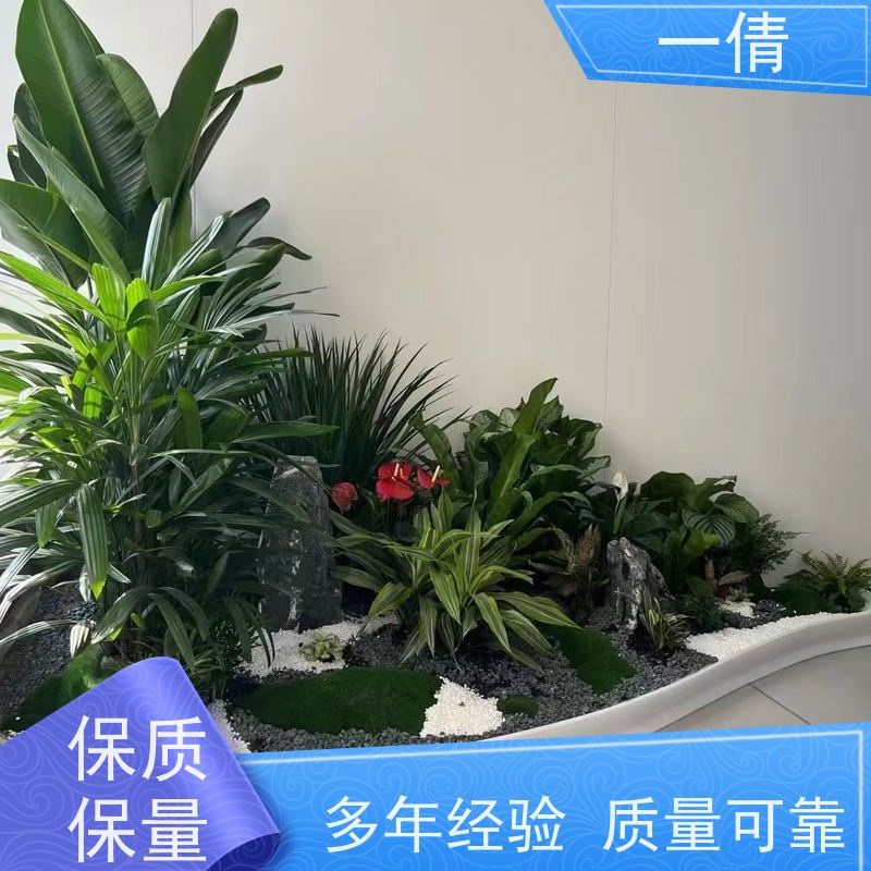一倩花卉 深圳 鸟巢厥 绿植租摆 全城配送 上门养护