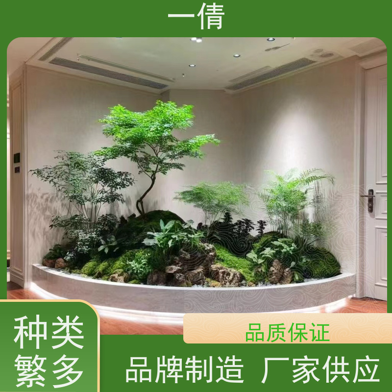 一倩花卉 办公室 杜鹃 绿植出售 桌面绿植 花木护理