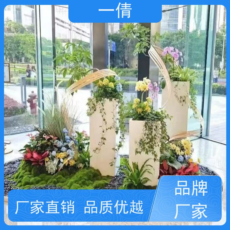 一倩花卉 深圳 中杨贵妃 绿植租赁 种类繁多 规格齐全