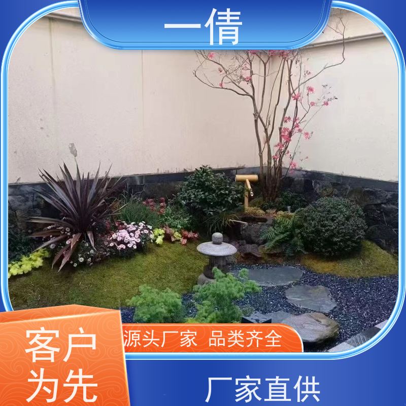 一倩花卉 办公室 观音竹 绿植租摆 全城配送 上门养护