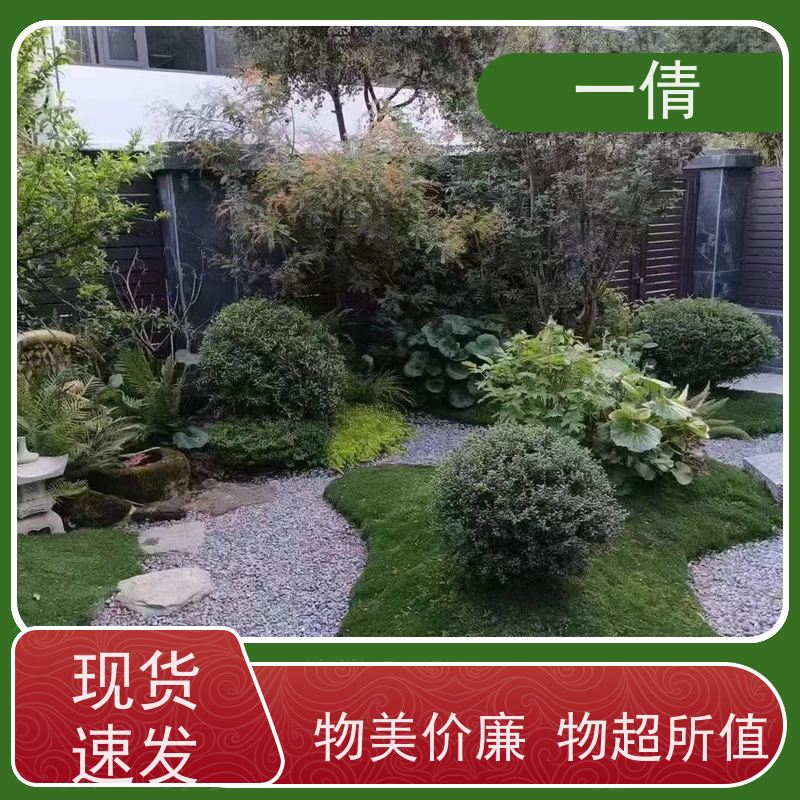 一倩花卉 深圳 桌面盆景 绿植出售 种类繁多 规格齐全