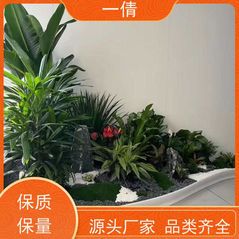 一倩花卉 室内 凤尾竹 室内植物出租 桌面绿植 花木护理